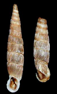 Tabella della Famiglia Clausilidae